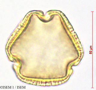 ISEM 1/Leea_guineensis_28818/Leea_guineensis_28818_0001(copy)_thumb.jpg
